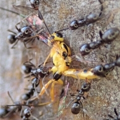 Ichneumonidae (family) at Dunlop, ACT - 13 May 2019 04:08 PM