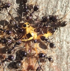 Ichneumonidae (family) at Dunlop, ACT - 13 May 2019 04:08 PM