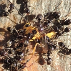 Ichneumonidae (family) at Dunlop, ACT - 13 May 2019 04:08 PM