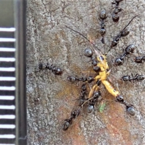 Ichneumonidae (family) at Dunlop, ACT - 13 May 2019 04:08 PM