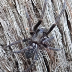 Badumna insignis (Black House Spider) at Dunlop, ACT - 15 Apr 2019 by CathB