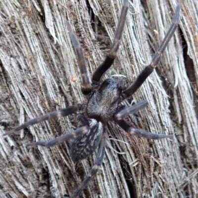 Badumna insignis (Black House Spider) at Dunlop, ACT - 15 Apr 2019 by CathB