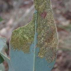 Uraba lugens at Dunlop, ACT - 9 May 2019