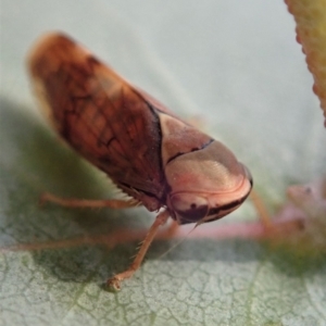 Brunotartessus fulvus at Cook, ACT - 1 May 2019