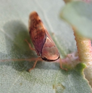 Brunotartessus fulvus at Cook, ACT - 1 May 2019