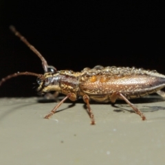 Temnosternus planiusculus (Longhorn beetle) at Acton, ACT - 11 May 2019 by TimL