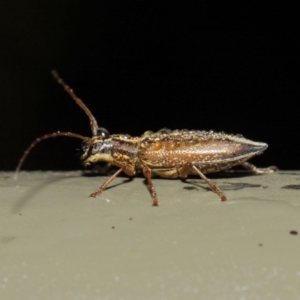 Temnosternus planiusculus at Acton, ACT - 11 May 2019