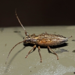 Temnosternus planiusculus at Acton, ACT - 11 May 2019