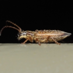 Temnosternus planiusculus at Acton, ACT - 11 May 2019