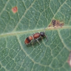 Mutillidae (family) at Aranda Bushland - 4 Apr 2019 01:33 PM