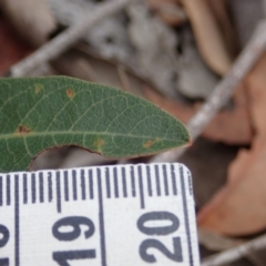 Mutillidae (family) at Aranda Bushland - 4 Apr 2019 01:33 PM