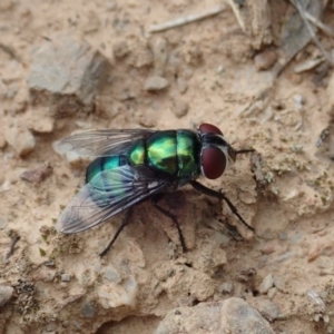 Chrysomya sp. (genus) at Dunlop, ACT - 4 Apr 2019