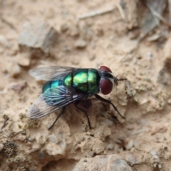 Chrysomya sp. (genus) at Dunlop, ACT - 4 Apr 2019