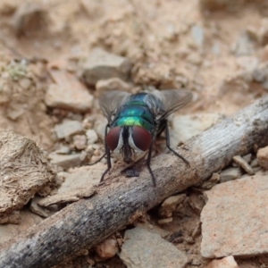 Chrysomya sp. (genus) at Dunlop, ACT - 4 Apr 2019