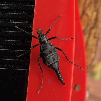 Boreoides subulatus (Wingless Soldier Fly) at Hackett, ACT - 12 May 2019 by Fefifofum