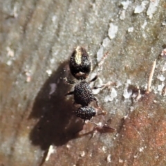 Mutillidae (family) (Unidentified Mutillid wasp or velvet ant) at Mount Painter - 16 Apr 2019 by CathB