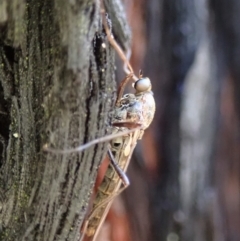 Boreoides subulatus (Wingless Soldier Fly) at Dunlop, ACT - 3 May 2019 by CathB