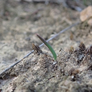 Thelymitra nuda at Dunlop, ACT - 15 Apr 2019