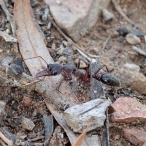 Myrmecia pyriformis at Cook, ACT - 23 Apr 2019