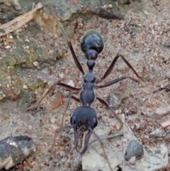 Myrmecia pyriformis at Cook, ACT - 23 Apr 2019 04:28 PM