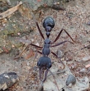 Myrmecia pyriformis at Cook, ACT - 23 Apr 2019 04:28 PM