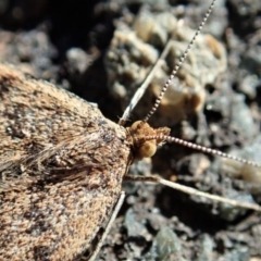 Scopula rubraria (Reddish Wave, Plantain Moth) at Dunlop, ACT - 7 May 2019 by CathB