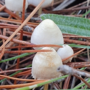 Mycena sp. at Molonglo Valley, ACT - 15 May 2019