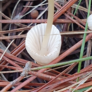 Mycena sp. at Molonglo Valley, ACT - 15 May 2019