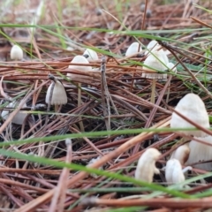 Mycena sp. at Molonglo Valley, ACT - 15 May 2019