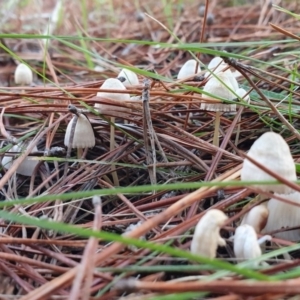 Mycena sp. at Molonglo Valley, ACT - 15 May 2019