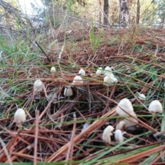 Mycena sp. at Molonglo Valley, ACT - 15 May 2019