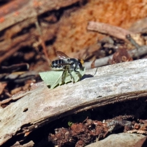 Megachile (Eutricharaea) maculariformis at Hackett, ACT - 14 May 2019 12:21 PM