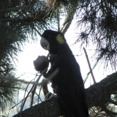 Zanda funerea (Yellow-tailed Black-Cockatoo) at Macgregor, ACT - 15 May 2019 by Kurt