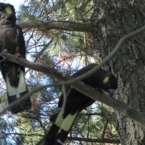 Zanda funerea at Macgregor, ACT - 15 May 2019