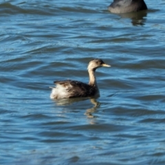 Poliocephalus poliocephalus (Hoary-headed Grebe) at Lake Ginninderra - 7 May 2019 by wombey