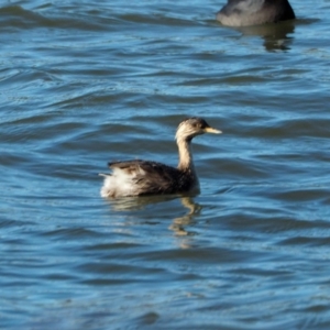 Poliocephalus poliocephalus at Belconnen, ACT - 7 May 2019