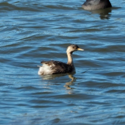 Poliocephalus poliocephalus (Hoary-headed Grebe) at Belconnen, ACT - 7 May 2019 by wombey