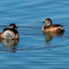 Tachybaptus novaehollandiae at Belconnen, ACT - 15 May 2019