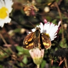 Ocybadistes walkeri (Green Grass-dart) at Wanniassa, ACT - 15 May 2019 by JohnBundock