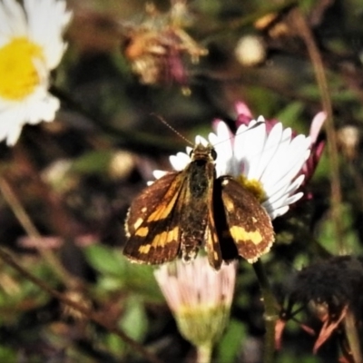 Ocybadistes walkeri (Green Grass-dart) at Wanniassa, ACT - 15 May 2019 by JohnBundock