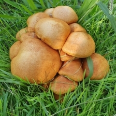 Gymnopilus junonius (Spectacular Rustgill) at Molonglo Valley, ACT - 15 May 2019 by AaronClausen