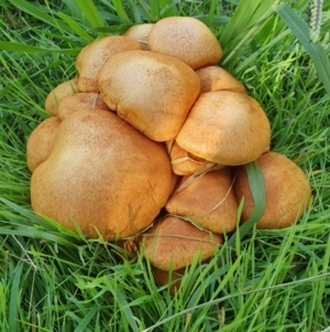 Gymnopilus junonius at Molonglo Valley, ACT - 15 May 2019 01:06 PM