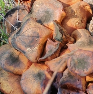 Gymnopilus junonius at Molonglo Valley, ACT - 15 May 2019 01:06 PM