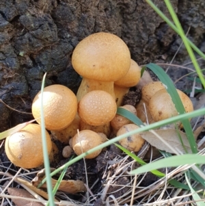 Gymnopilus junonius at Molonglo Valley, ACT - 15 May 2019 01:06 PM