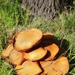 Gymnopilus junonius at Molonglo Valley, ACT - 15 May 2019 01:06 PM