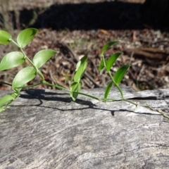 Asparagus asparagoides (Bridal Creeper, Florist's Smilax) at Ainslie, ACT - 15 May 2019 by JanetRussell