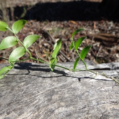 Asparagus asparagoides (Bridal Creeper, Florist's Smilax) at Ainslie, ACT - 15 May 2019 by JanetRussell