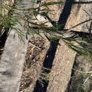 Asparagus asparagoides at Ainslie, ACT - 15 May 2019