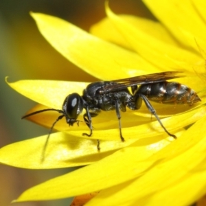 Crabroninae (subfamily) at Acton, ACT - 2 May 2019 01:22 PM