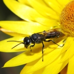 Crabroninae (subfamily) at Acton, ACT - 2 May 2019 01:22 PM